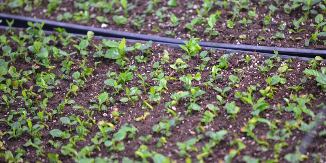 World Coffee Research on the lack of seed traceability, the importance of building infrastructure, and the need to secure a formal coffee seed sector where solutions are tailored to each local market.