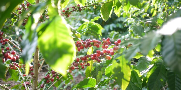 Not-for-profit organisation World Coffee Research (WCR) has announced the transition of its F1 hybrids to pre-commercial trials, as part of its F1 project.